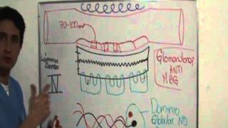 FISIOLOGIA RENAL PARTE 4 Curso Completo Ver Descripción [upl. by Dorella47]