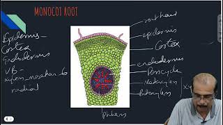 ANATOMY OF ROOT STEM LEAF CLASS 11 ANATOMY OF FLOWERING PLANTSBOARDNEETCUET [upl. by Kloster973]