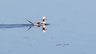 Longtailed Duck [upl. by Onirefez]