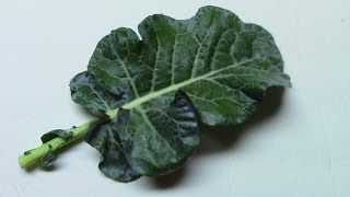 How To Cook Broccoli Leaves [upl. by Rudolfo]