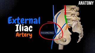 External Iliac Artery EASY scheme Course  Branches [upl. by Analahs]