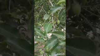 மகிழம் மரம் 🥰Mimusops Elengi  Spanish Cherry ❤️💞 gardening garden nature plants love [upl. by Siderf]