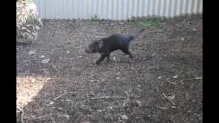 Tasmanian Devil running circle  Lone Pine Sanctuary Brisbane [upl. by Aneeuq145]