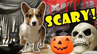 Corgis Haunted Halloween Tunnel [upl. by Brandes408]