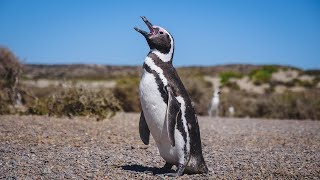 Península Valdés Wildlife Tour in Patagonia  Chubut Argentina [upl. by Etnasa]