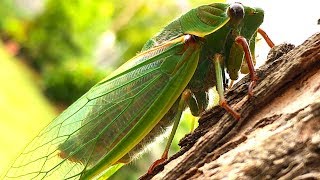 Cicada Life amp Death 2 Whole Cicada Season Part 1 EDUCATIONAL VIDEO [upl. by Aiht687]