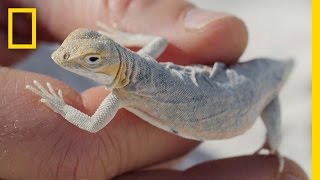 Why These Cute Little Lizards Are Changing Colors to Survive  National Geographic [upl. by Ynohtnael160]