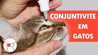 Tudo sobre a Conjuntivite em Gatos [upl. by Killian]