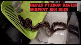 Repas de mes serpents  Python Reguis quotRoyalquot Pantherophis Guttatus quot Serpent des blés quot [upl. by Maighdiln]