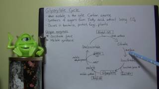 MBIO background Info  Glyoxylate cycle [upl. by Clapper]