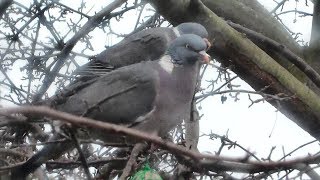 Garden Wood Pigeon Chirping and Singing  Beautiful Bird Sounds and Natura [upl. by Berman]