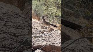 Desert Wild Roadrunner Episode 4 [upl. by Enhpad421]