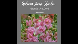 Autumn sowing and growing Snapdragons Antirrhinum majus 12 September 2023 [upl. by Yi735]