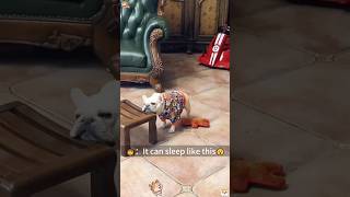 The dog is so sleepy😂😄 dog dogs dogsoftiktok doglover funnyvideo [upl. by Yffat]