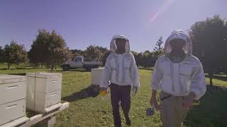 New Bee Lab takes flight at Southern Cross University [upl. by Padraig]