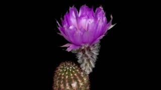 Time Lapse Echinocereus reichenbachii subsp perbellus USA Texas Runnels County 4K [upl. by Nitsrek]