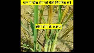 Dhan me khaira rog ki dawa  धान में खैरा रोग के लक्षण Bhupendraagrikheti paddy [upl. by Nenerb]