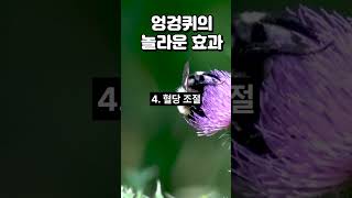 엉겅퀴의 효능 10가지 건강식품 건강 이슈 [upl. by Venice]