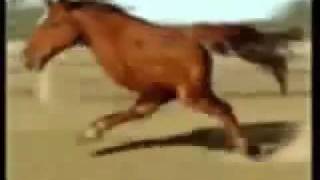 Retarded Running Horse 10 Hours [upl. by Nyhagen]