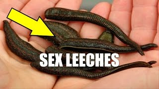 Reproduction leeches [upl. by Aicilyt810]