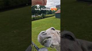 qualitytime motherson donkey lovedonkeys ezel funny lachen dagjeweg lovetoday lovemyson [upl. by Aeynod]