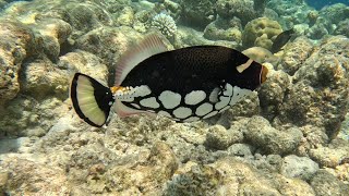 Vilamendhoo Island Resort amp Spa  House Reef Snorkeling [upl. by Polak]