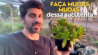 DOIS MODOS PARA FAZER MUDAS DESSA SUCULENTA SUPER FÃCIL [upl. by Aneekas]