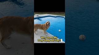 Why Is My Dog Sleeping All Day Is It Normal Behavior dog behavior sleepydog [upl. by Cassius]