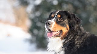 Training Tips for Bernese Mountain Dogs [upl. by Mandel299]