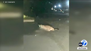 Mountain lion attacks kills pit bull in Sylmar neighborhood [upl. by Jarlen]