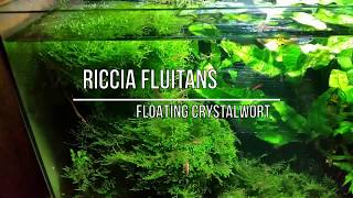 BEST Aquarium Live Plants  RICCIA Fluitans [upl. by Ardys354]