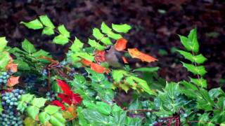 Cedar Waxwing Birds Dining on Mahonia Berries [upl. by Pool]