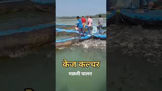 कैज कल्चर Fish farming [upl. by Nahtaj]