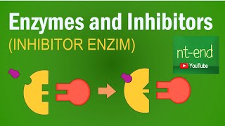 ENZYME INHIBITORS inhibitor enzim INHIBITOR ENZIM biology inhibitors enzym enzim ntend6435 [upl. by Willner357]