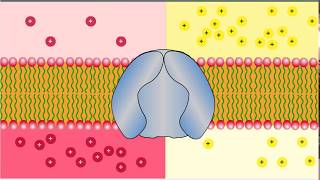 Types of Transport  Uniport Antiport and Symport Glucose and NaK Transporters [upl. by Ajit]