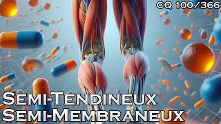 Les muscles semitendineux et semimembraneux  CQ100 [upl. by Ambrosane950]