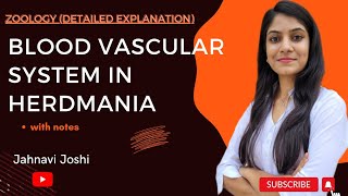 Blood Vascular System in Herdmania Notes Bsc 2nd year Zoology [upl. by Inaliel408]