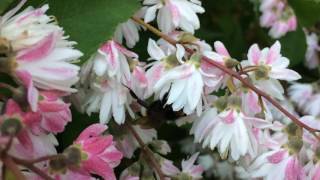 Deutzia Scabra Les Bourdons Attaquent [upl. by Bahner]