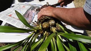 REPOTTING amp DIVIDING CYMBIDIUM ORCHIDS [upl. by Aekan345]