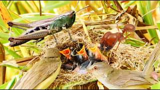 Hornero Nesting  Engineer Bird Nesting For Baby Birds [upl. by Houlberg]