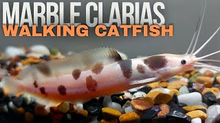 Marble Clarias Walking Catfish  A Beginners Guide Clarias batrachus [upl. by Kunz436]