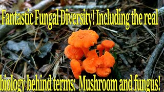 Fungal Diversity and understanding the true meaning of terms Mushroom and fungus [upl. by Eedrahs597]