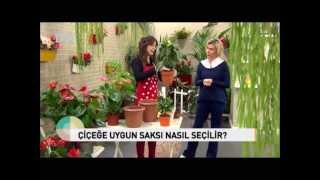 Saksı Değişimi Nasıl Yapılmalı [upl. by Clarabelle]