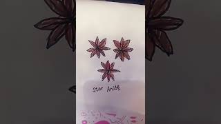 Anise  star anise spice simple drawing colourful drawingstyles [upl. by Cooke]