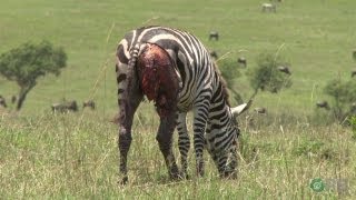 Zebras Natures Ultimate Prey  Horrifying Planet  Ep 1 [upl. by Zollie148]