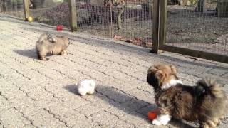 Lhasa Apso Puppies  nine weeks old [upl. by Dnalel767]