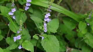 산골무꽃 Mountain skullcap [upl. by Amalbergas]