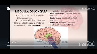 Hindbrain and Ventricle [upl. by Waldman]