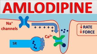 Amlodipine 5mg  Mechanism side effects interactions and uses [upl. by Stauffer]