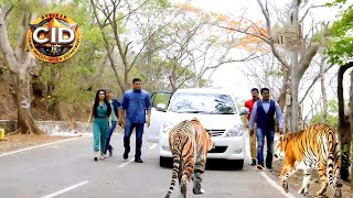 জঙ্গলে সিআইডি অফিসারের ওপর চড়াও হয় চিতা  সিআইডি CID  bengali crime series 2024 [upl. by Shuma]